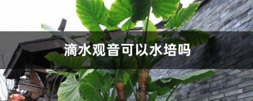 滴水观音可以水培吗